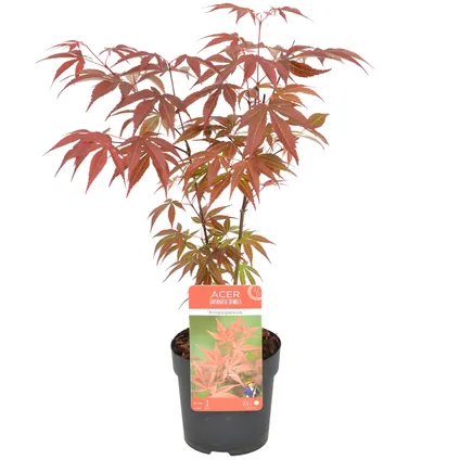 Acer palmatum 'Atropurpureum' - Érable du Japon - Arbuste - Rustique - ⌀10,5 cm - ↕25-30 cm