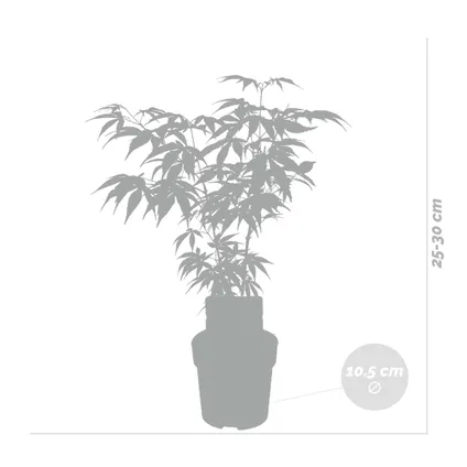 Acer palmatum 'Atropurpureum' - Érable du Japon - Arbuste - Rustique - ⌀10,5 cm - ↕25-30 cm 3