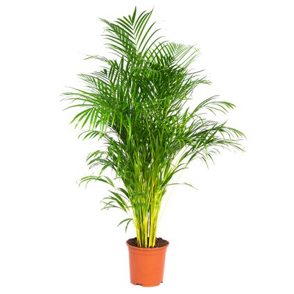 Dypsis Lutescens - Palmier Dorés - Plante d'intérieur - Entretien facile – ⌀24 cm - ↕140-150 cm