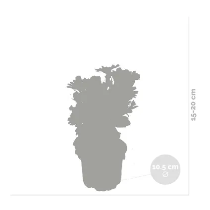 6x Mix Spaanse Margriet - Osteospermum - Eénjarig – Terras- & Balkonplant - ⌀10,5 cm - ↕15-20 cm 3
