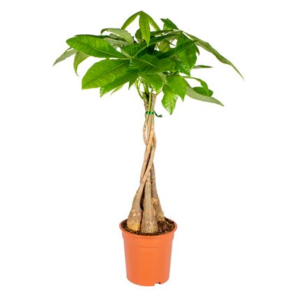 Pachira Aquatica - Geldboom - Kamerplant - Onderhoudsvriendelijk - ⌀19 cm - ↕75-85 cm