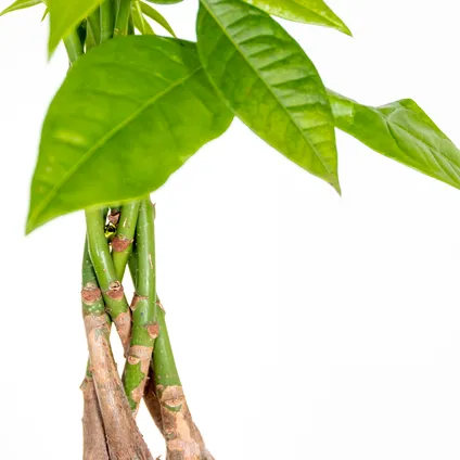 Pachira Aquatica - Geldboom - Kamerplant - Onderhoudsvriendelijk - ⌀19 cm - ↕75-85 cm 3
