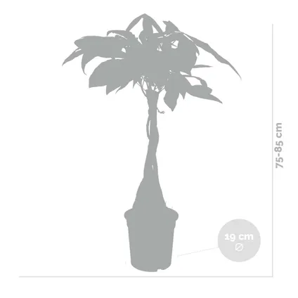 Pachira Aquatica - Geldboom - Kamerplant - Onderhoudsvriendelijk - ⌀19 cm - ↕75-85 cm 5