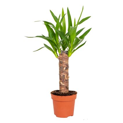 Yucca | Palmlelie - Kamerplant in kwekerspot ⌀12 cm - ↕35-45 cm
