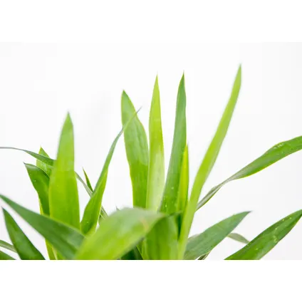 Yucca | Palmlelie - Kamerplant in kwekerspot ⌀12 cm - ↕35-45 cm 3