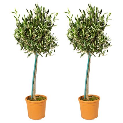 2x Olea Europaea – Olijfboom op stam – Boom – Winterhard - ⌀19 cm - ↕80-90 cm
