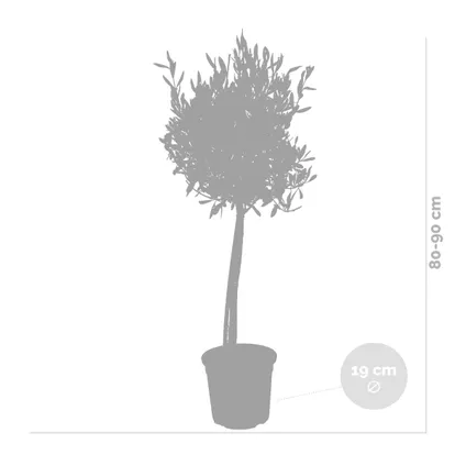 2x Olea Europaea – Olijfboom op stam – Boom – Winterhard - ⌀19 cm - ↕80-90 cm 4