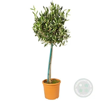 2x Olea Europaea – Olijfboom op stam – Boom – Winterhard - ⌀19 cm - ↕80-90 cm 6