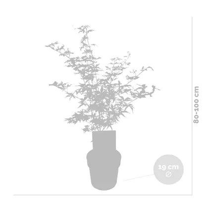 Tronc d'Acer shirasawanum 'Moonrise' - Érable du Japon - Arbuste - Rustique – ⌀19 cm - ↕80-100 cm 3