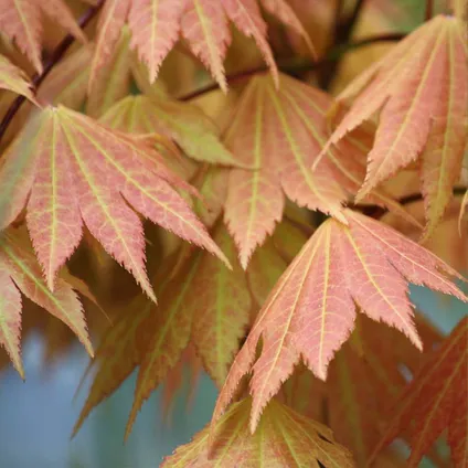 Acer shirasawanum 'Moonrise' stam - Japanse Esdoorn - Heester - Winterhard - ⌀19 cm - ↕80-100 cm 4