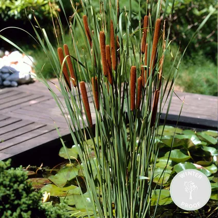 Typha latifolia - Grote lisdodde - Vijverplant - Winterhard - ⌀9 cm - ↕15-25 cm
