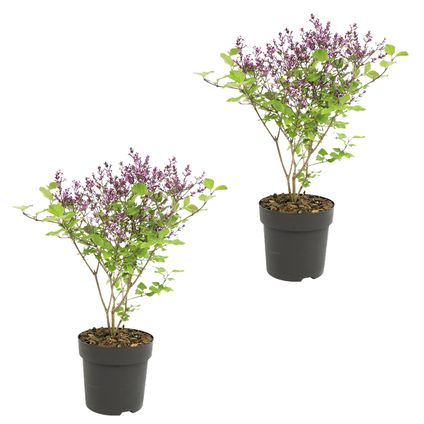 2x Syringa 'Bloomerang Dark Purple' - Buitenplant ⌀13 cm - ↕25-30 cm