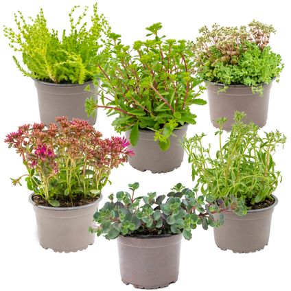 6x Rockplants Mix – Rotsplanten – Bodembedekker – Onderhoudsvriendelijk – ⌀14 cm - ↕10-15 cm