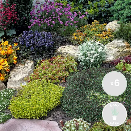 6x Rockplants Mix – Rotsplanten – Bodembedekker – Onderhoudsvriendelijk – ⌀14 cm - ↕10-15 cm 2