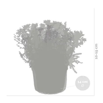 Vaste planten mix 6x - buitenplant - potmaat14 cm - hoogte 10-15 cm 3