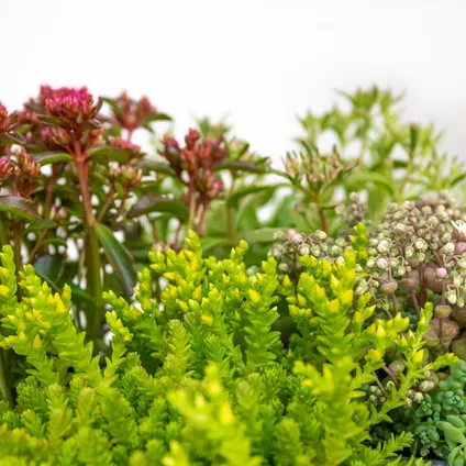 6x Rockplants Mix – Rotsplanten – Bodembedekker – Onderhoudsvriendelijk – ⌀14 cm - ↕10-15 cm 4