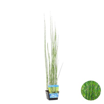 Equisetum japonicum – Pipe creuse japonaise – Faible entretien – ⌀18 cm - ↕15-25 cm