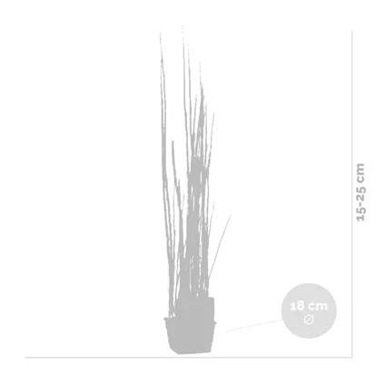 Equisetum japonicum – Pipe creuse japonaise – Faible entretien – ⌀18 cm - ↕15-25 cm 3