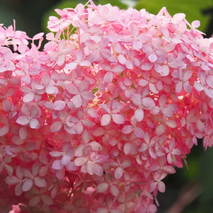 Hortensia arborescens 'Pink Annabelle' - Hortensia - Arbuste - Rustique – ⌀19 cm - ↕40-50 cm 3