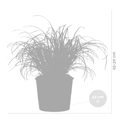 Cyperus alternifolius 'Zumula' - Kattengras - Kamerplant - Huisdiervriendelijk - ⌀12 cm - ↕20-25 cm 5