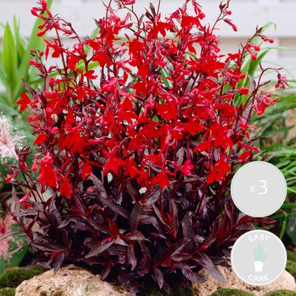 3x Lobelia Queen Victoria – Fleur cardinale – Entretien facile – Zone 1/2 – ⌀09cm - ↕15-25 cm