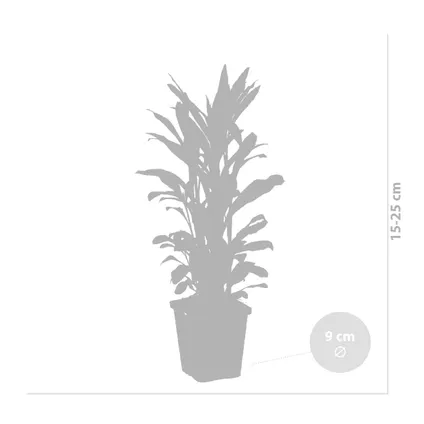 3x Lobelia Queen Victoria – Fleur cardinale – Entretien facile – Zone 1/2 – ⌀09cm - ↕15-25 cm 4