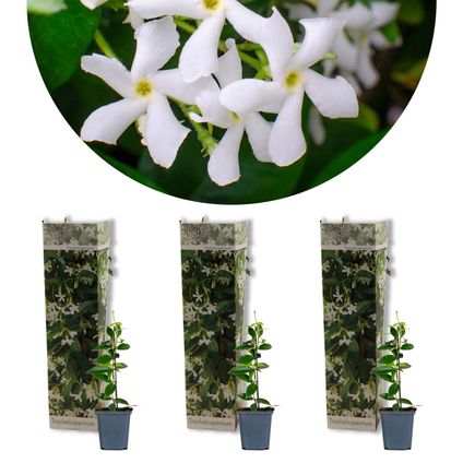 3x Trachelospermum Jasminoides – Toscaanse Jasmijn – Klimplant – Winterhard - ⌀9 cm - ↕15-20 cm