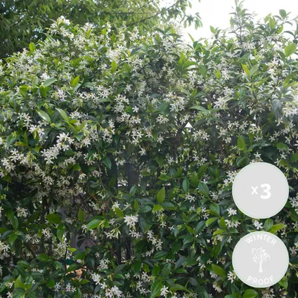 3x Trachelospermum Jasminoides – Toscaanse Jasmijn – ⌀9 cm - ↕15-20 cm 2