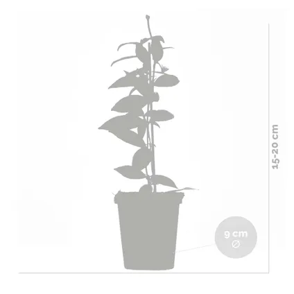 3x Trachelospermum Jasminoides – Toscaanse Jasmijn – ⌀9 cm - ↕15-20 cm 3