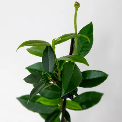 3x Trachelospermum Jasminoides – Toscaanse Jasmijn – ⌀9 cm - ↕15-20 cm 5