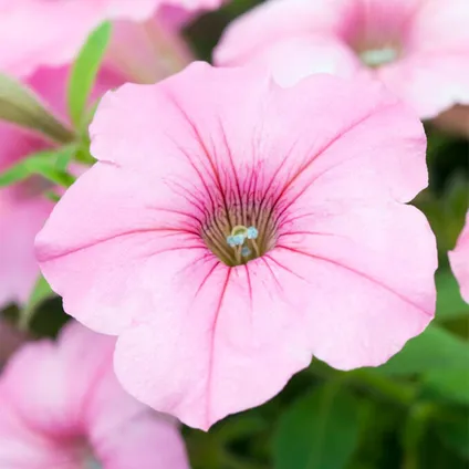 6x Petunia Surfinia – Grootbloemige hangpetunia - Eénjarig - Kleurenmix - ⌀10.5 cm - ↕10-15 cm 2