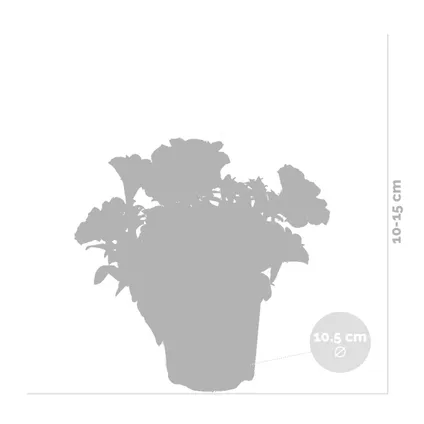 6x Petunia Surfinia – Grootbloemige hangpetunia - Eénjarig - Kleurenmix - ⌀10.5 cm - ↕10-15 cm 3
