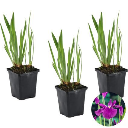 3x Iris 'Kaempferi' – Japanse Iris – ⌀9 cm - ↕20-30 cm