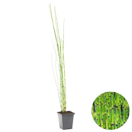 Equisetum Japonicum – Tuyau creux japonais – Plante de bassin – Entretien minime – ⌀9 cm - ↕20-30 cm 2