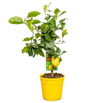 Citrus limon - Citroenboom - Fruitboom - Groenblijvend - ⌀19 cm - ↕60-70 cm