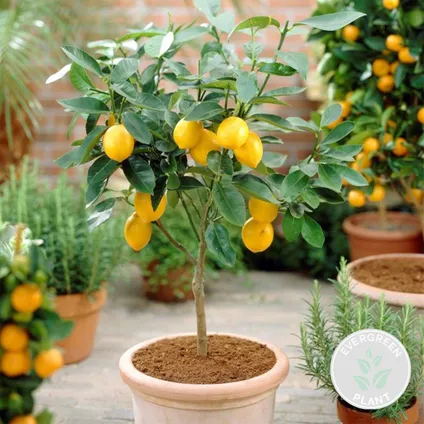 Citrus limon - Citroenboom - Fruitboom - Groenblijvend - ⌀19 cm - ↕60-70 cm 2