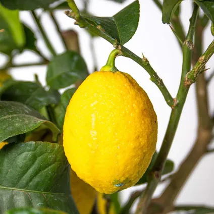 Citrus limon - Citroenboom - Fruitboom - Groenblijvend - ⌀19 cm - ↕60-70 cm 4