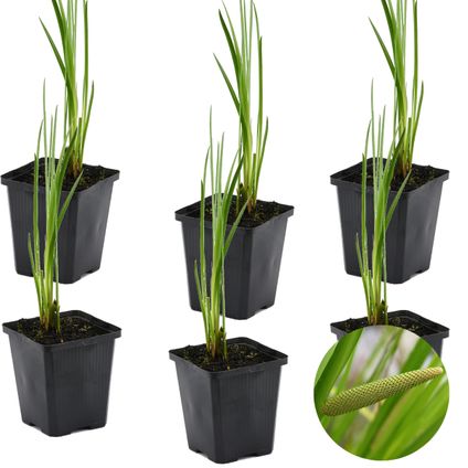 6x Acorus Calamus – Kalmoes – Vijverplant – Onderhoudsvriendelijk – Zone 2-3 – ⌀9cm - ↕10-20 cm