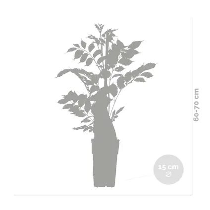 2x Clematis Piilu – Liane des bois à grandes fleurs – Plante grimante –Rustique-⌀15 cm - ↕60-70 cm 4