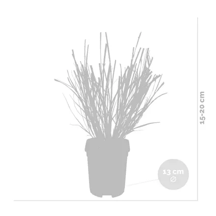 4x Pennisetum 'Hameln' - Lampepoetsersgras - ⌀13 cm - ↕15-20 cm 3