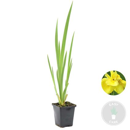 Iris 'Pseudacorus' – Gele Lis – Zone 2-3 – ⌀9cm - ↕20-30cm