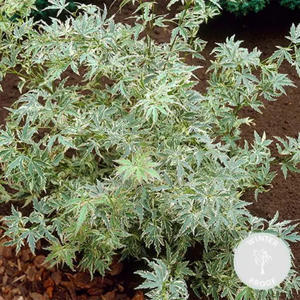Japanse Esdoorn - Acer palm. 'Butterfly' - Pot 15 cm - Hoogte 45-50 cm 2