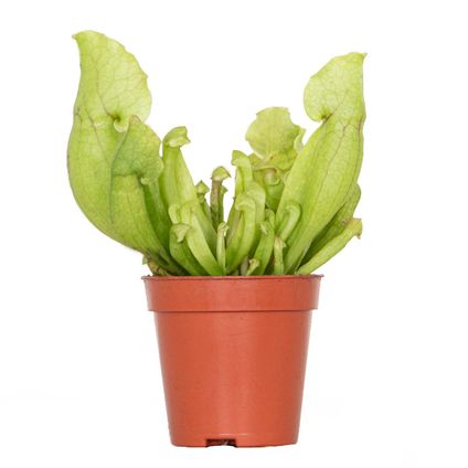 Sarracenia 'Juthatip Soper' – Vleesetende plant – Onderhoudsvriendelijk – ⌀6 cm – ↕05-10 cm