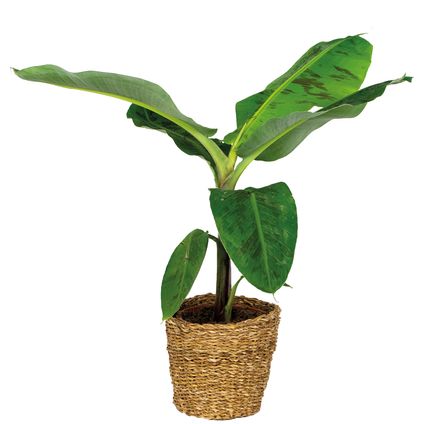 Musa Cavendish Incl. Zeegras Mand - Bananenplant - Luchtzuiverend - ⌀21 cm - ↕90-100 cm