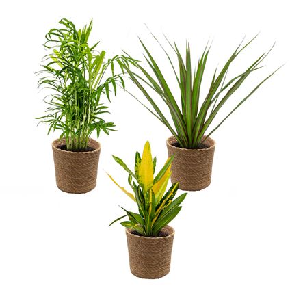 3x Tropische kamerplanten mix Incl. Zeegras Mand Lux – Luchtzuiverend – ⌀12 cm - ↕ 25-40 cm
