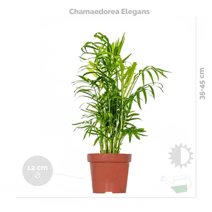 3x Tropische kamerplanten mix Incl. Zeegras Mand Lux – Luchtzuiverend – ⌀12 cm - ↕ 25-40 cm 5