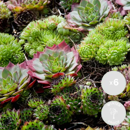 6x Sempervivum Mix – Rotsplanten – Bodembedekker – Onderhoudsvriendelijk – ⌀07 cm - ↕5-8 cm 2