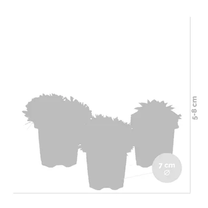 6x Sempervivum Mix – Rotsplanten – Bodembedekker – Onderhoudsvriendelijk – ⌀07 cm - ↕5-8 cm 3