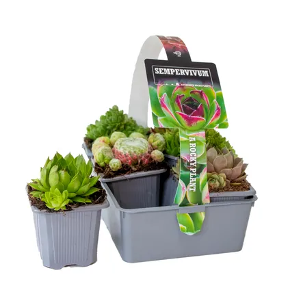 Sempervivum rotsplanten mix 6x - buitenplant pot 7 cm - hoogte 8-12cm 5