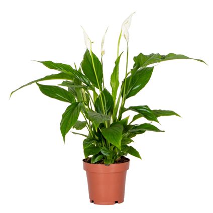 Spathiphyllum 'Torelli' - Lepelplant - Kamerplant - Luchtzuiverend - ⌀12 cm - ↕35-45 cm